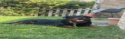 Rottweiler dogs for sale: Female Rottweiler  in Aylesbury - Advert 11