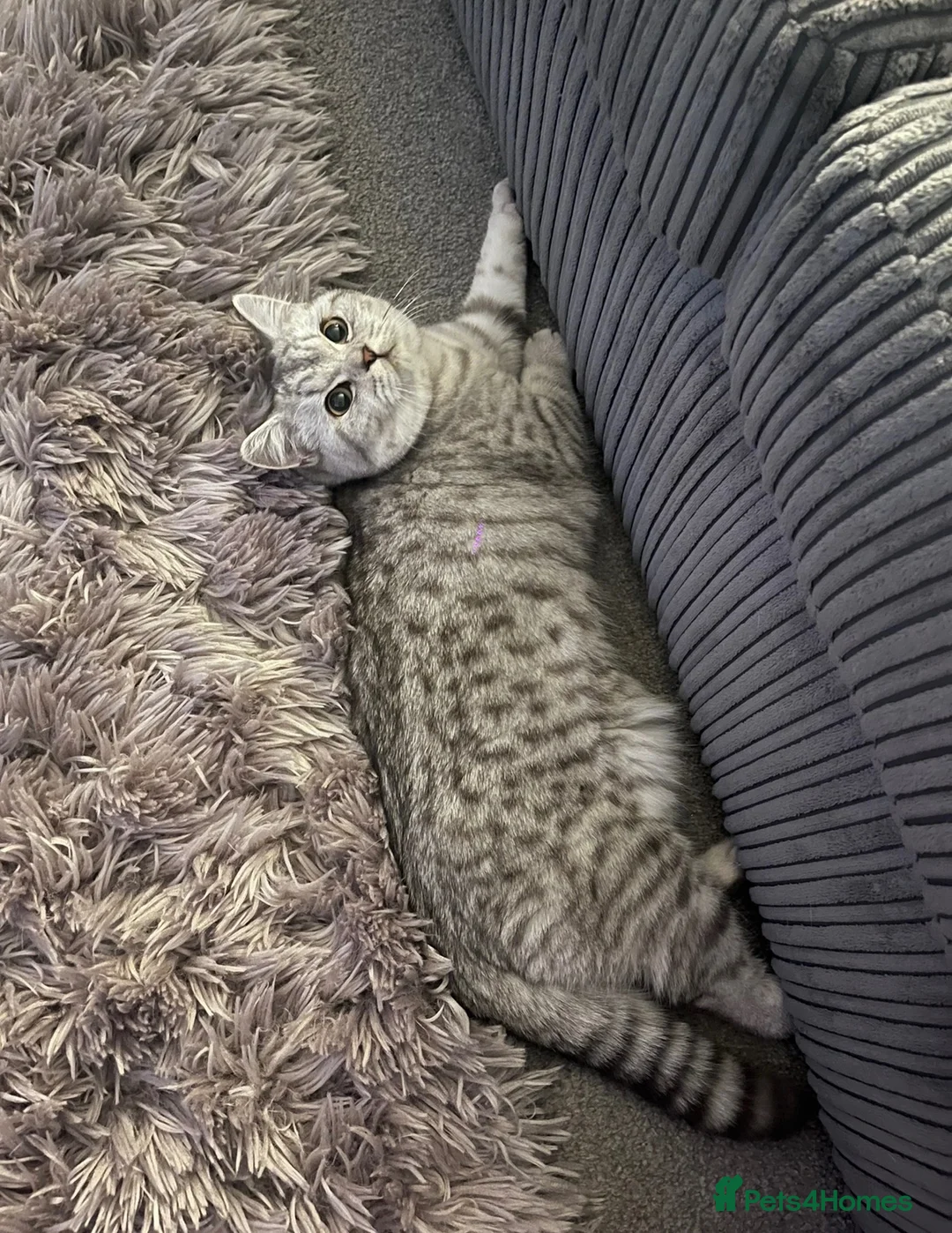British Shorthair cats for sale: 2 BSH GIRLS FOR REHOME in Sleaford - Advert 2