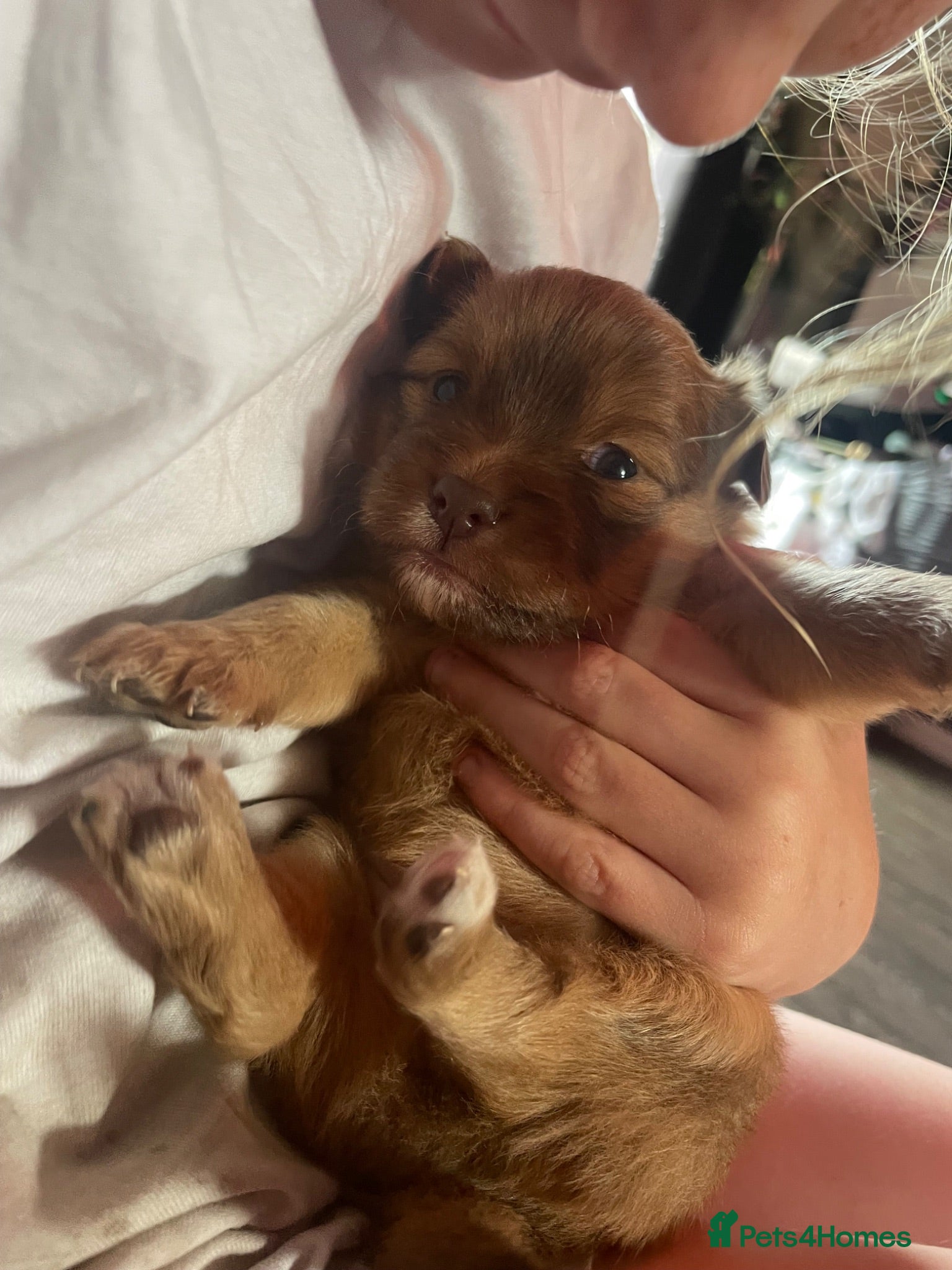 Mixed Breed dogs Beautiful babies ready to reserve! - Advert 13