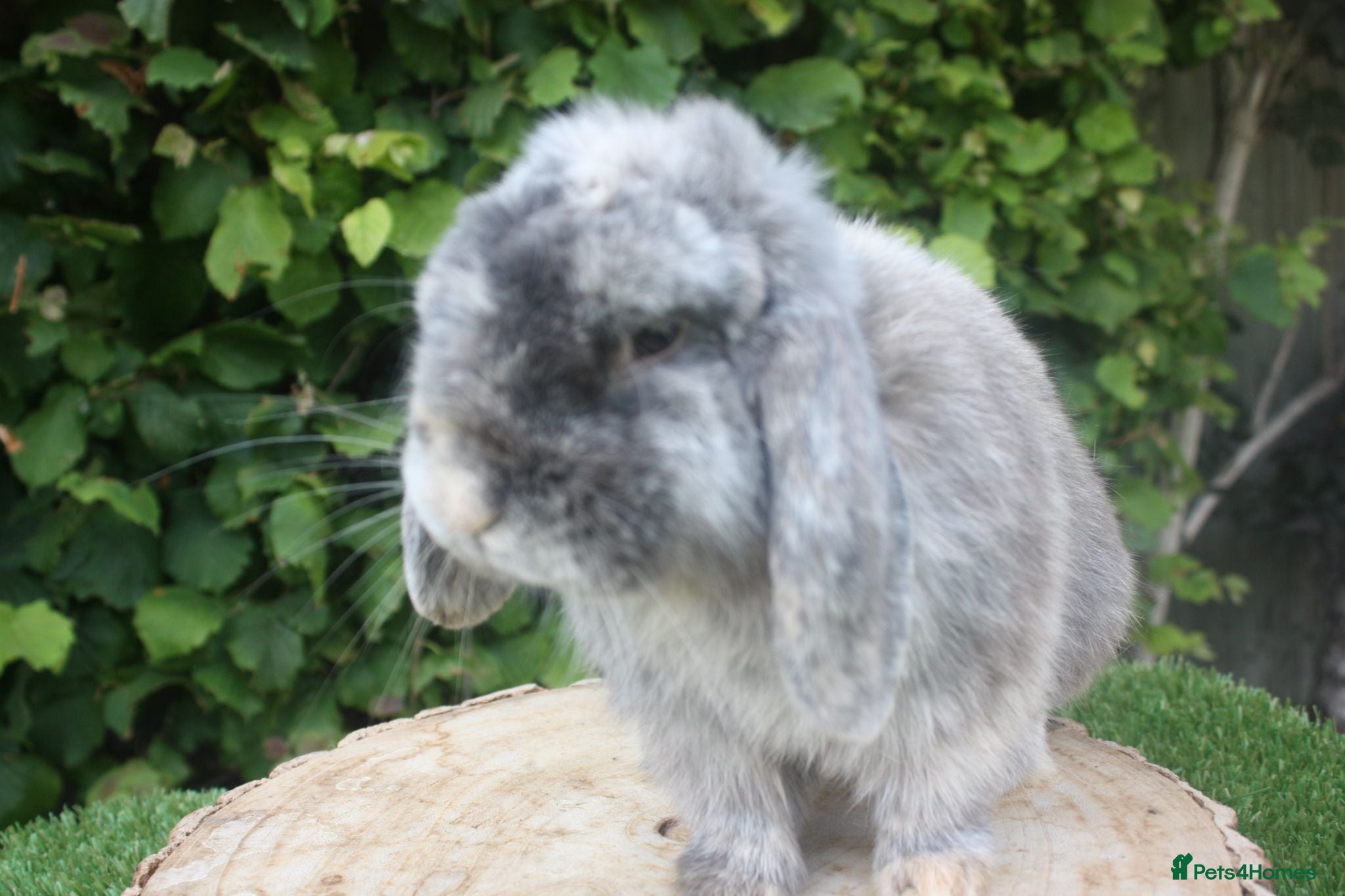 Mini Lop rabbits Mini lop male rabbit  - Advert 1