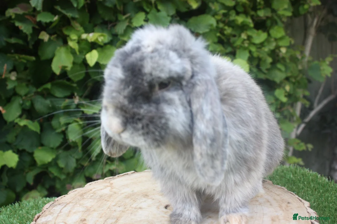 Mini Lop rabbits for sale: Mini lop male rabbit  - Advert 1