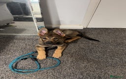 Mixed Breed dogs for sale: Kara  - Image 2