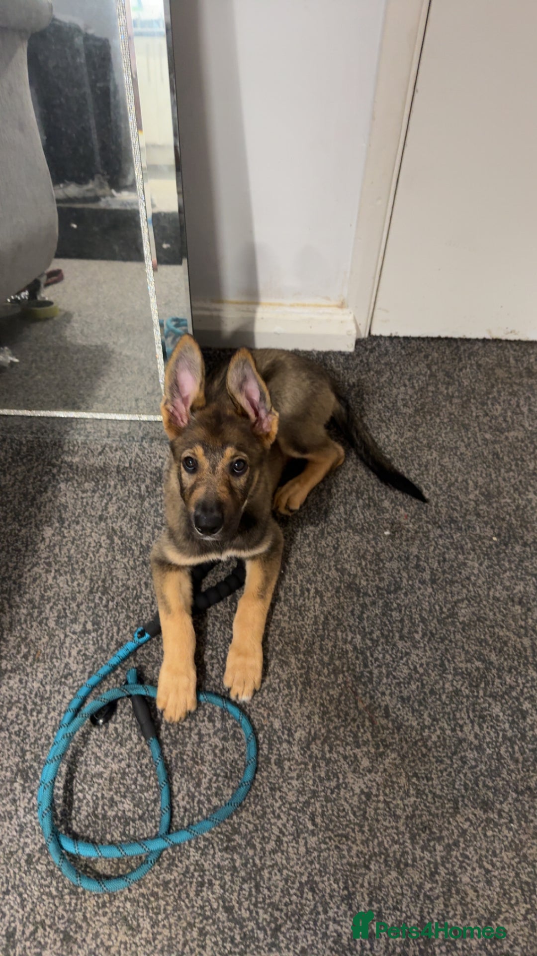 Mixed Breed dogs for sale: Kara  - Image 2