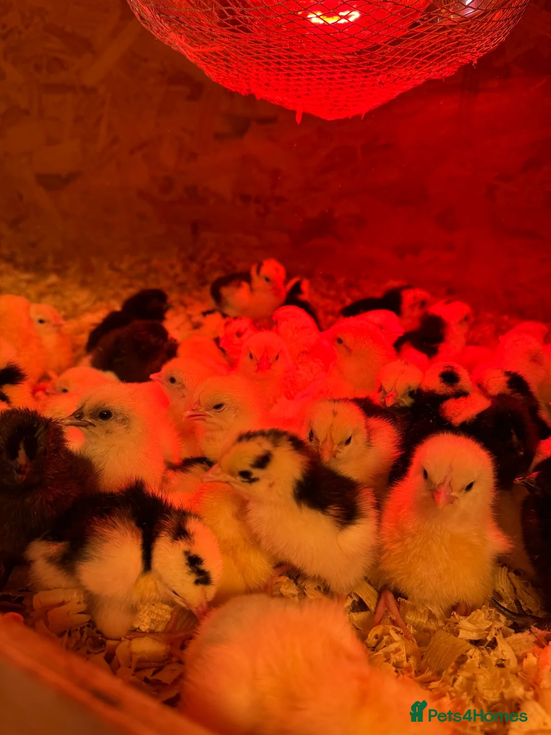 Chickens poultry for sale: Day old chicks  - Advert 4