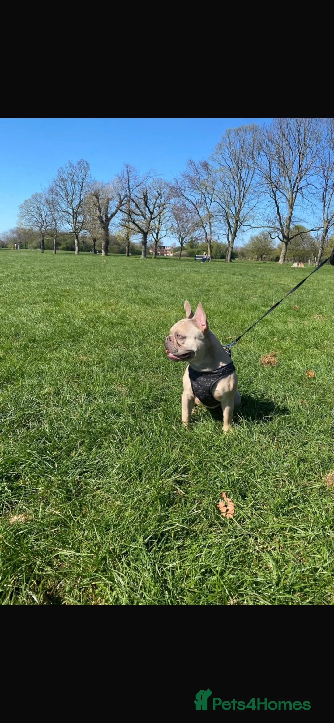 French Bulldog dogs for sale: Male French Bulldog in Isleworth - Advert 3