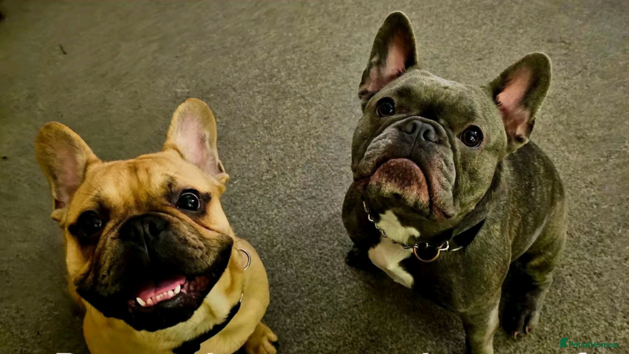French Bulldog dogs 2 French Bulldogs For Sale - Advert 1