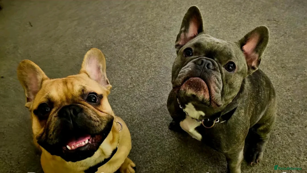 French Bulldog dogs for sale: 2 French Bulldogs For Sale in Nuneaton - Advert 1