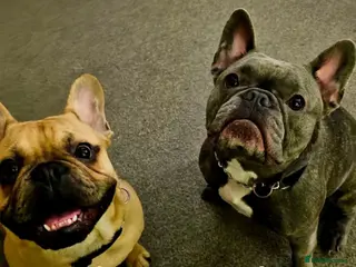 French Bulldog dogs 2 French Bulldogs For Sale - Advert 6