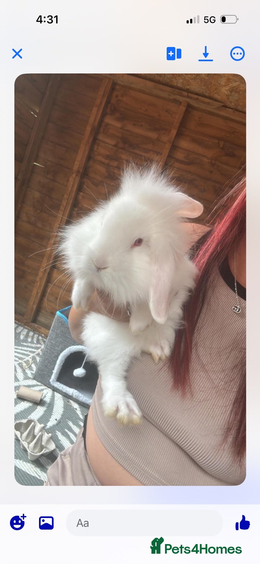 Mini Lion Lop rabbits  mini lion lop baby - Advert 11