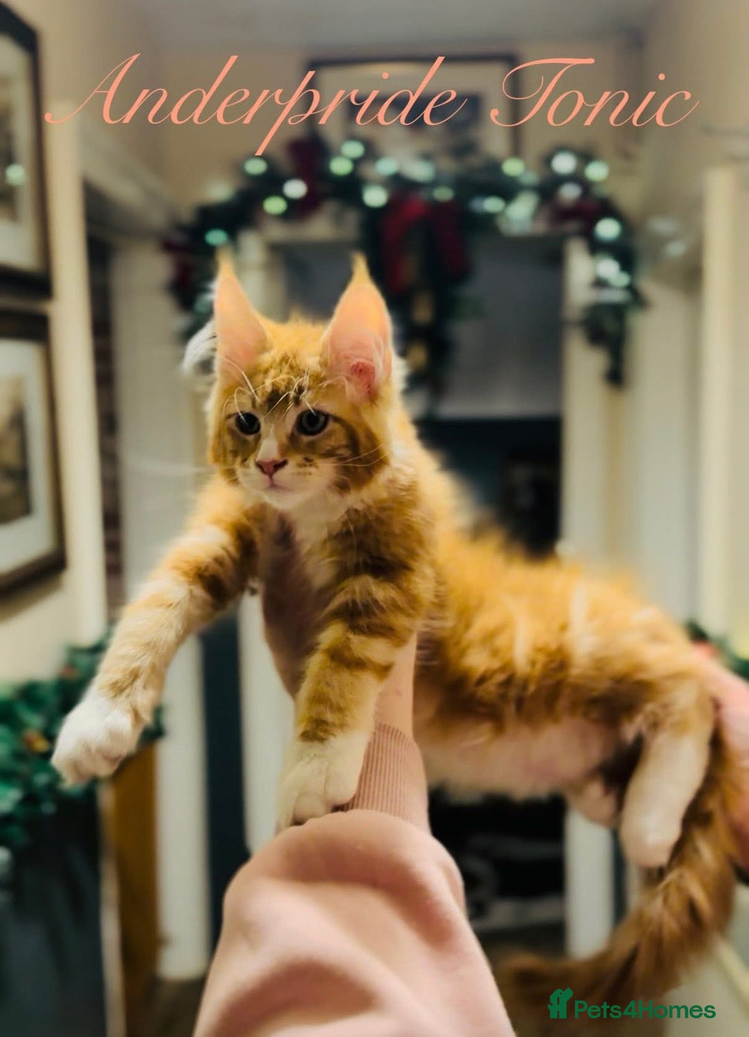 Maine Coon cats for sale: ANDERPRIDE KITTENS READY TO LEAVE NOW TICA !  - Advert 1
