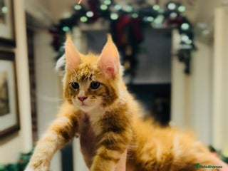 Maine Coon cats ANDERPRIDE KITTENS READY TO LEAVE NOW TICA ! - Advert 1