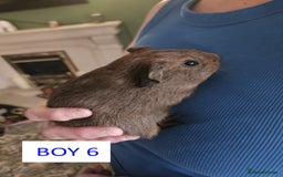 Guinea Pig rodents for sale: Male Guinea Pigs For Sale - Image 12