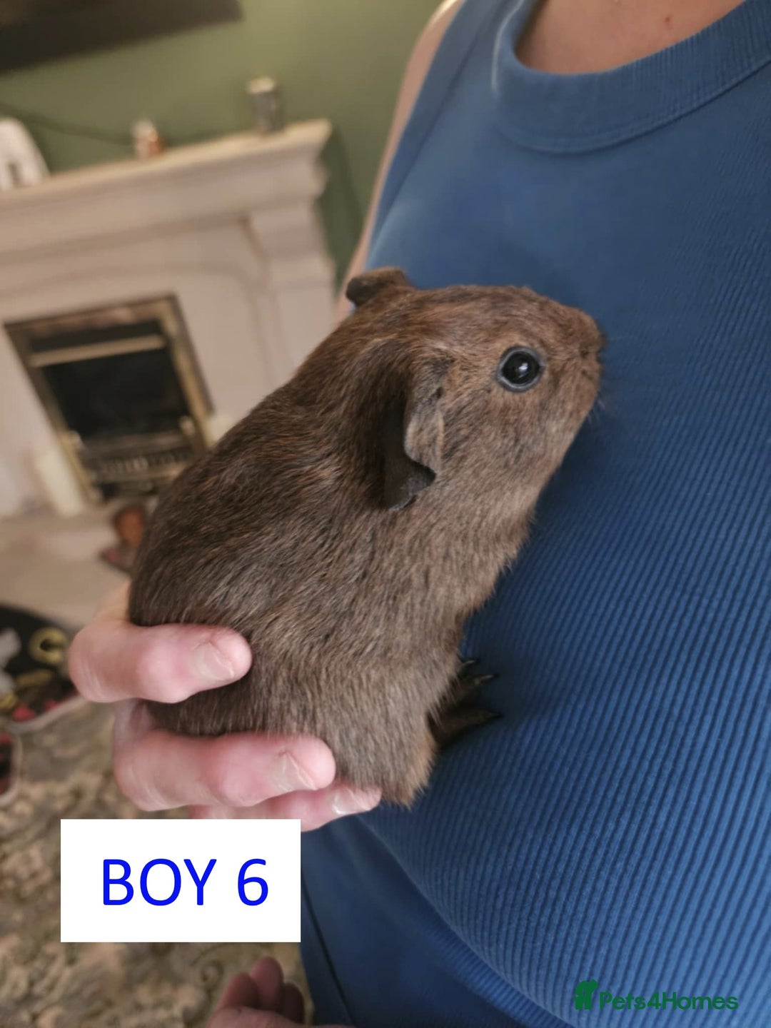 Guinea Pig rodents for sale: Male Guinea Pigs For Sale - Image 12
