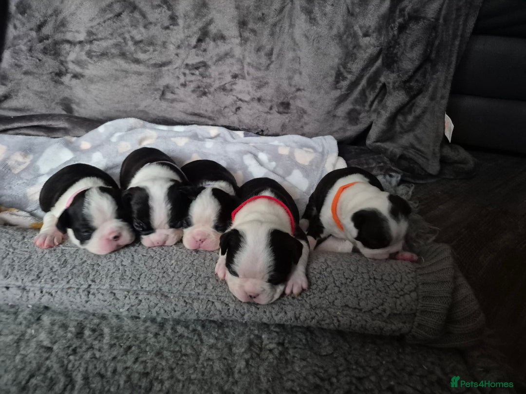 Boston Terrier dogs for sale: Gorgeous chunky Boston terrier pups - Advert 5