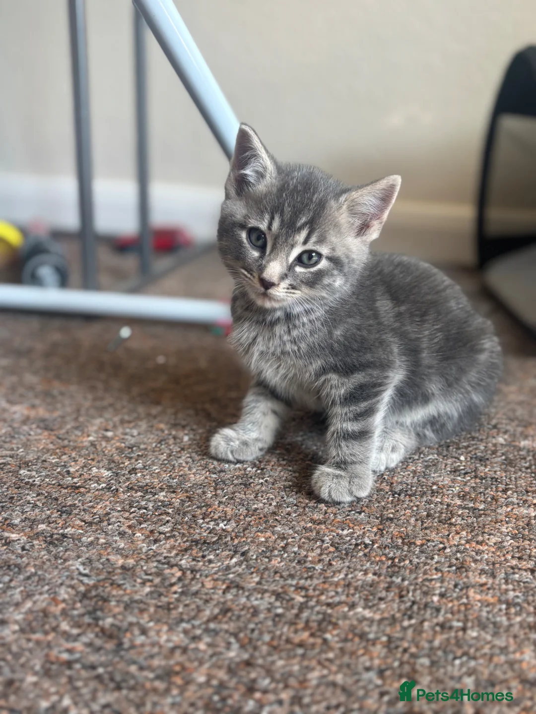 Mixed Breed cats for sale: Grey boy - Advert 14