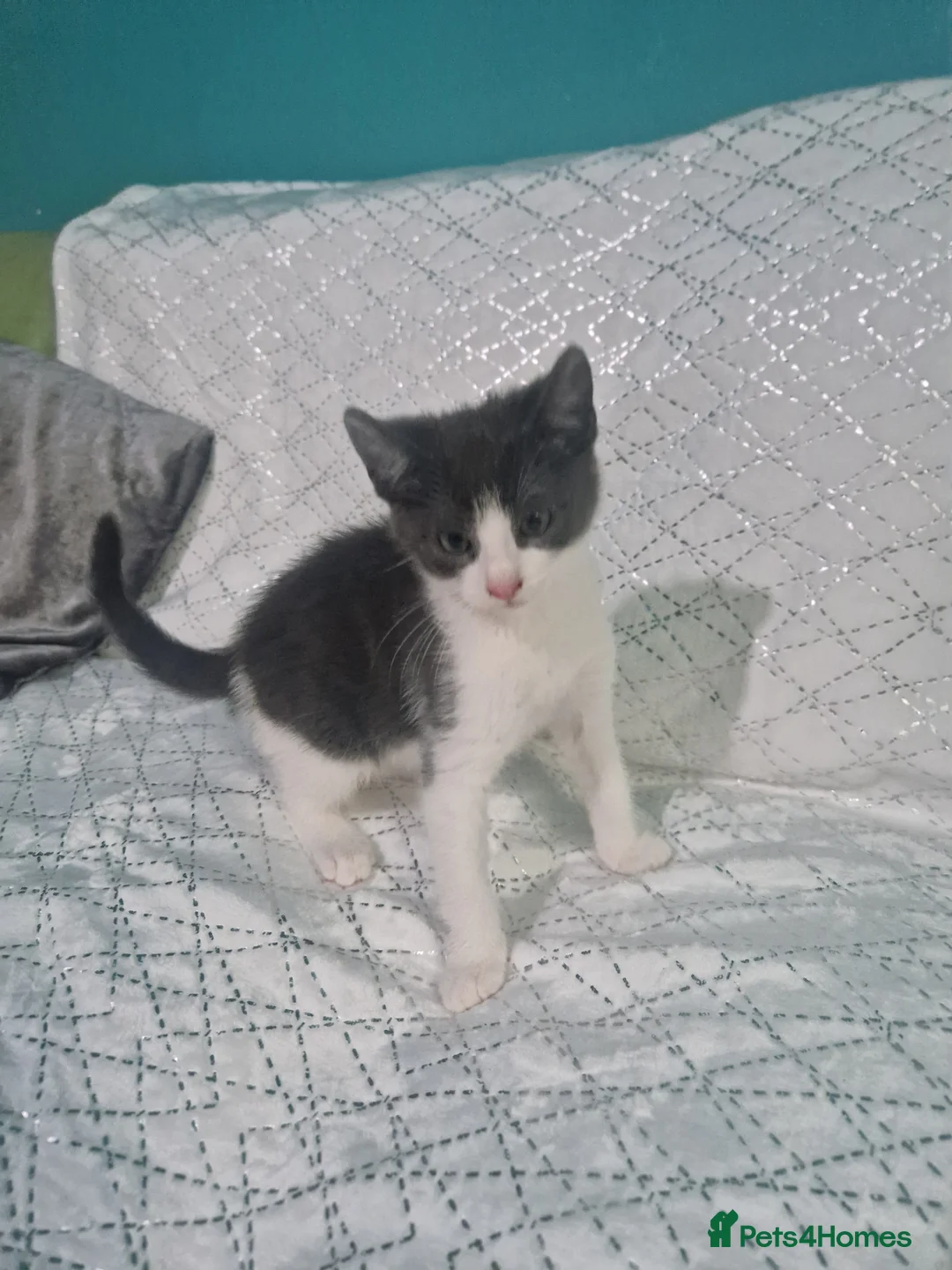 Mixed Breed cats for sale: ‼️3 LEFT‼️Lovely kittens looking forever home❤️💙 - Advert 23