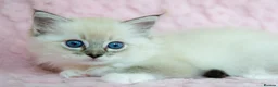 Ragdoll cats for sale: Stunning Ragdolls Reserve Now. - Advert 10