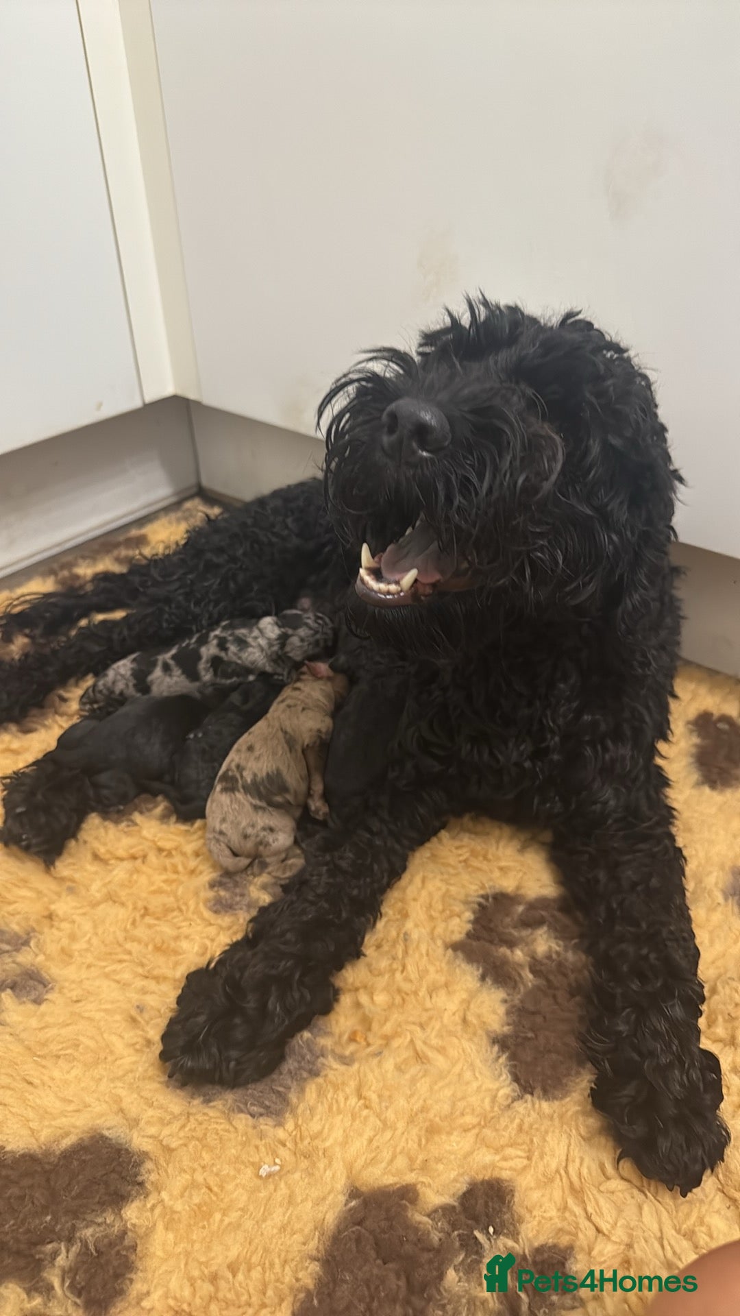 Cockapoo dogs for sale: Beautiful Merle & Black F2 Cockapoo puppies  - Advert 2