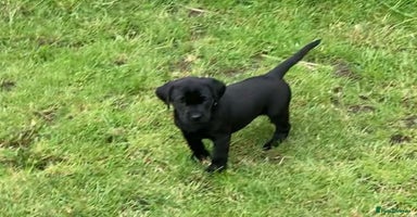 Labrador Retriever dogs - Advert 2