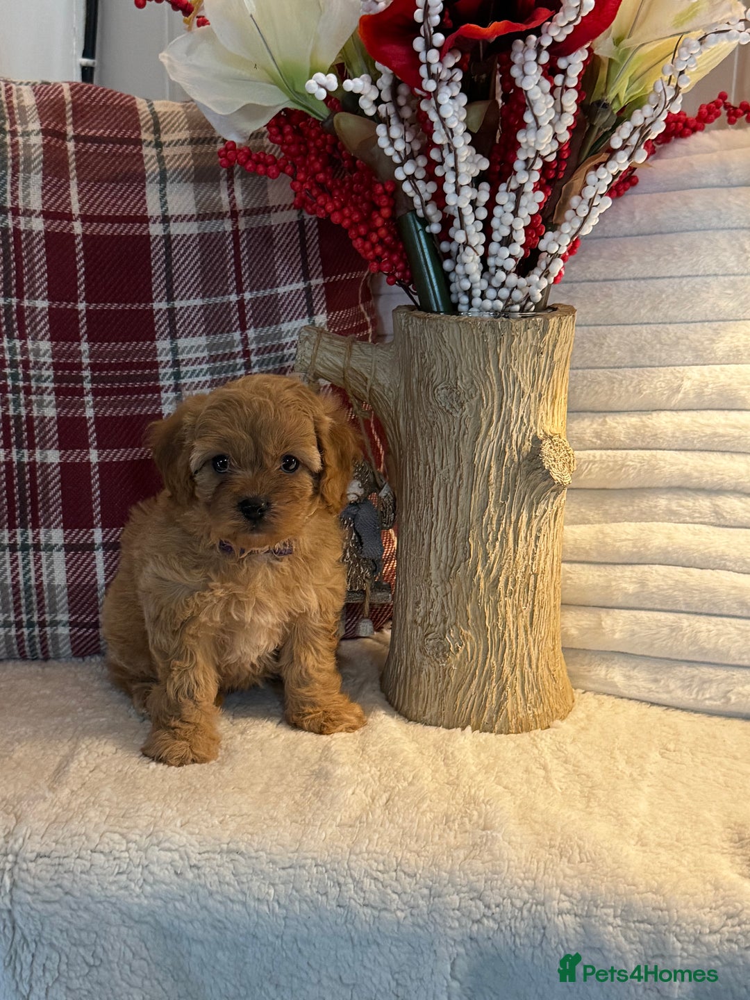 Cavapoo dogs for sale: 7 gorgeous Cavapoo puppies dna clear - Advert 5