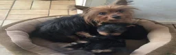 Yorkshire Terrier dogs for sale: 2 male Yorkshire Terrier puppies for sale  - Advert 3