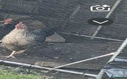 Chickens poultry for sale: Chicken free to good home.  - Advert 1