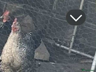 Chickens poultry Chicken free to good home. - Advert 1