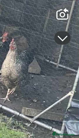 Chickens poultry Chicken free to good home. - Advert 1