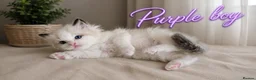 Ragdoll cats for sale: Stunning Ragdoll kittens GCCF Pet /Active  - Advert 4