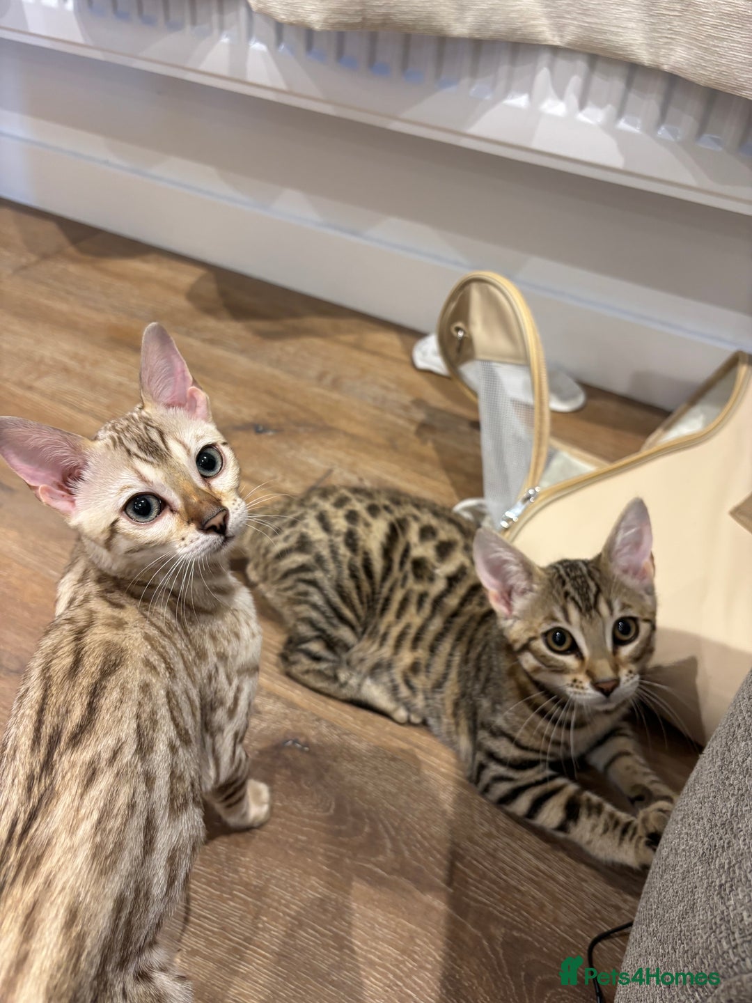 Bengal cats for sale: Pure Bengal Kitten For sale!! - Image 2