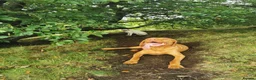 Hungarian Vizsla dogs for sale: Wirehaired Hungarian Vizsla Puppies in Larbert - Advert 5