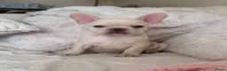 French Bulldog dogs for sale: Female Platinum French Bulldog For Sale - Advert 2