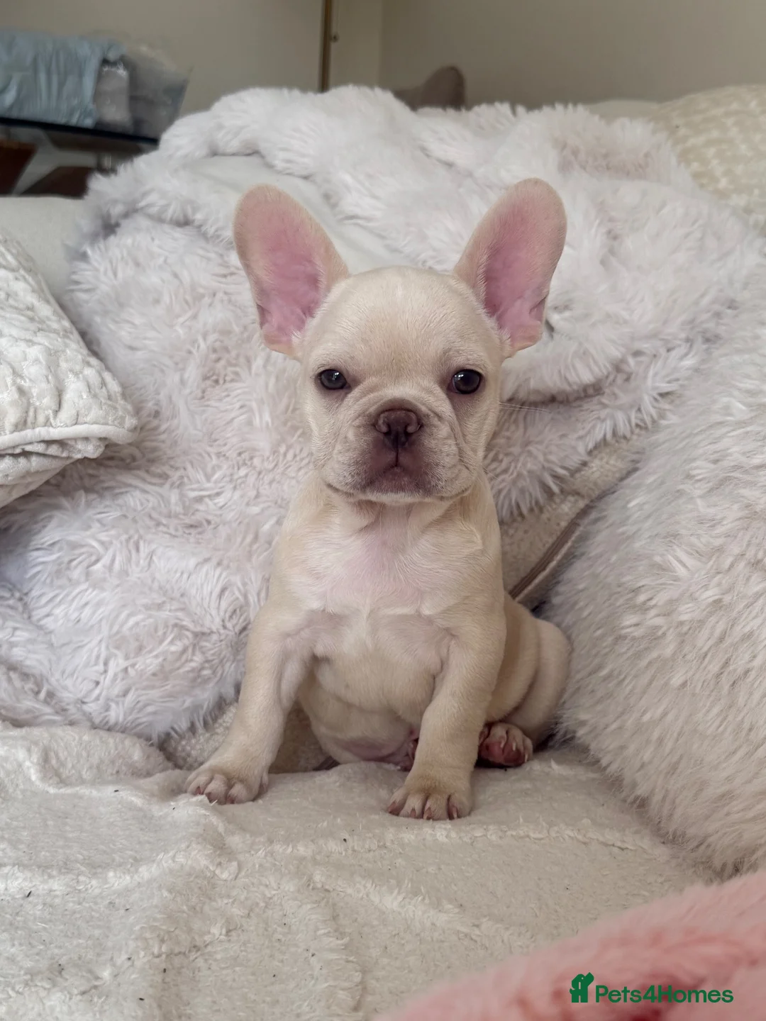 French Bulldog dogs for sale: Female Platinum French Bulldog For Sale - Advert 2