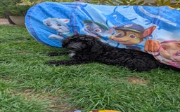 Miniature Poodle dogs for sale: Beautiful KC registered miniature poodles  - Image 24
