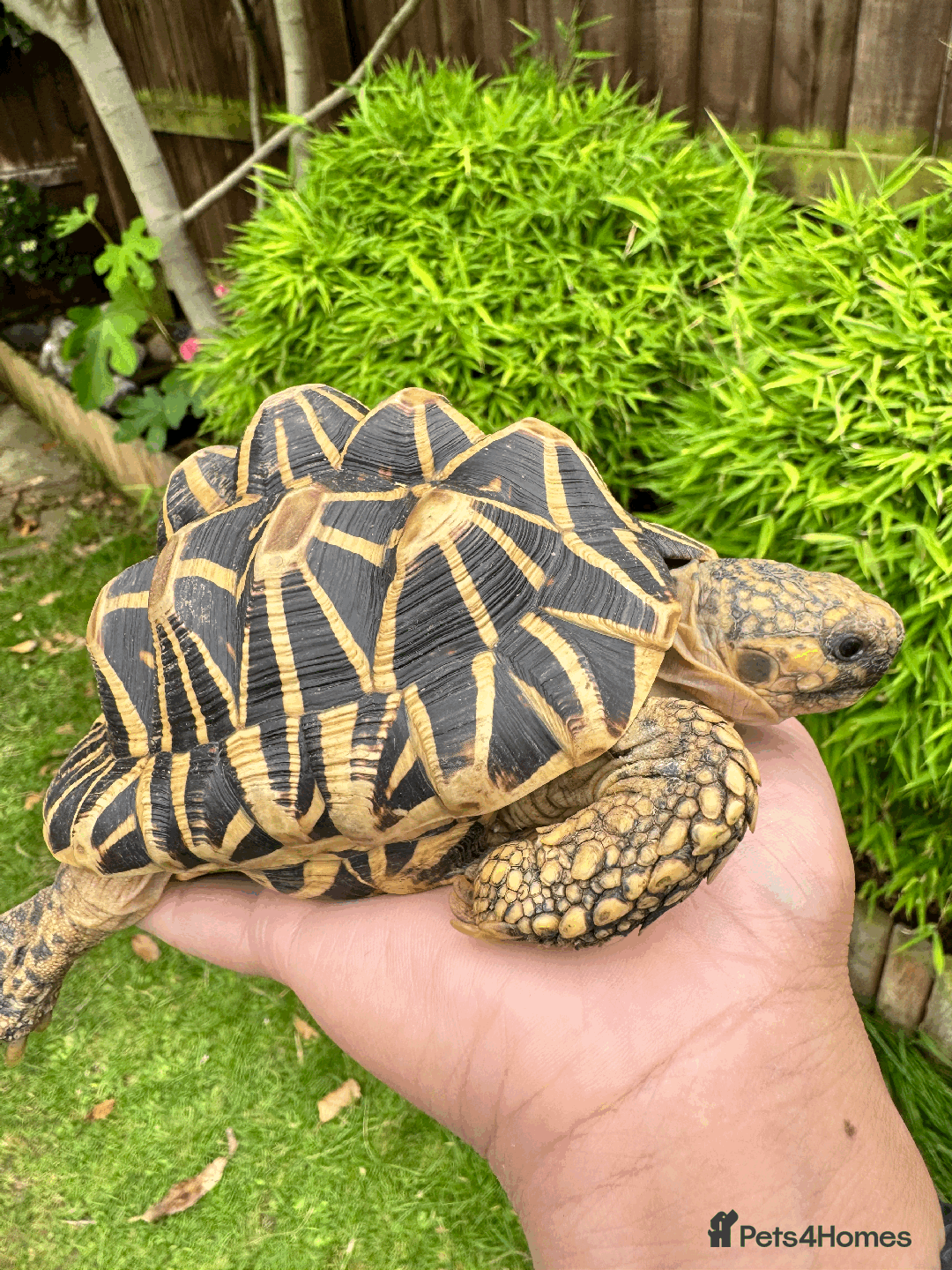 Tortoise reptiles for sale: CB18 indian star tortoise for sale - Image 1