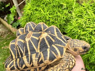 Tortoise reptiles - Advert 29