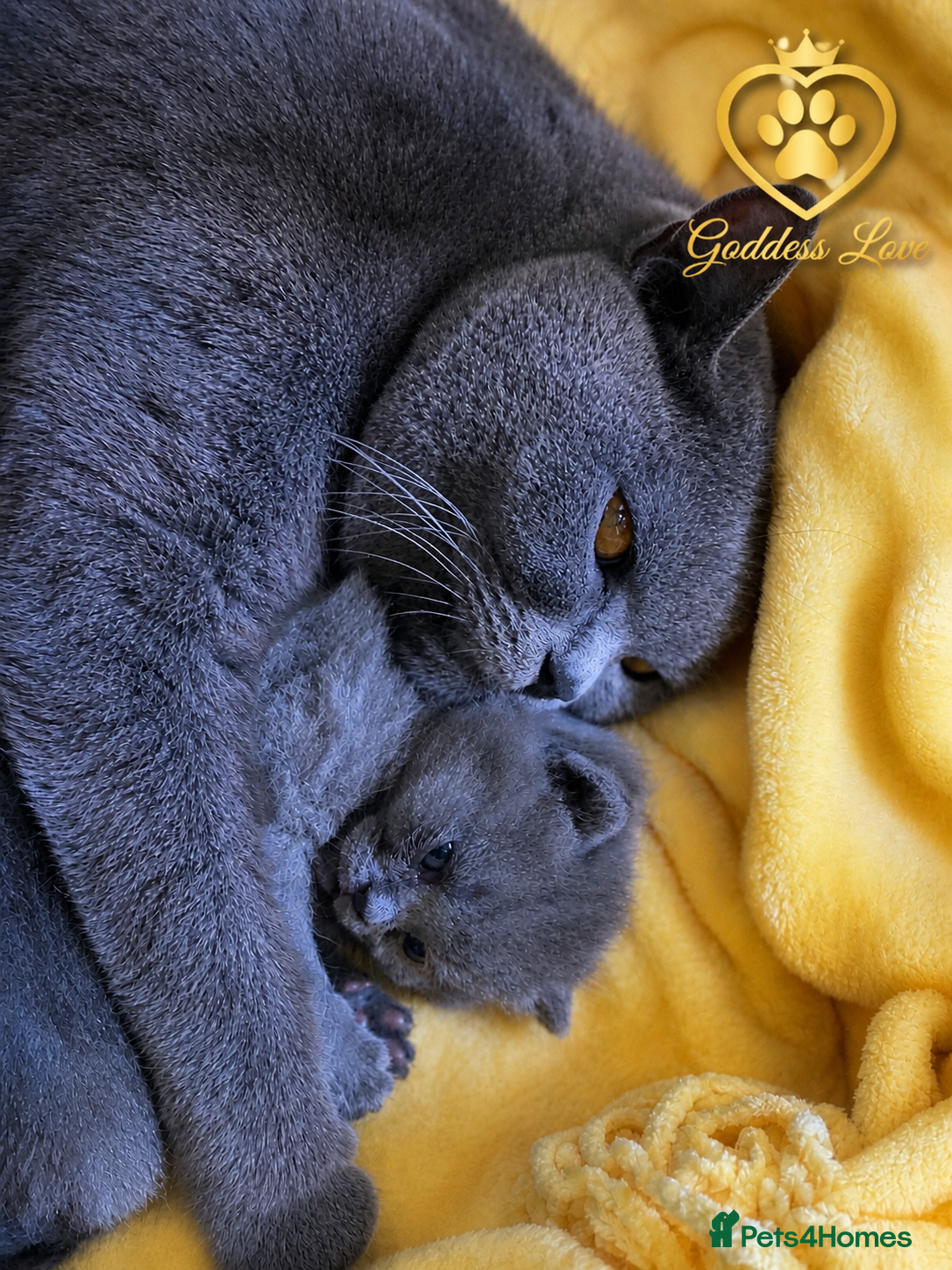 British Shorthair cats Exclusive Pedigree British Shorthair Kittens - Advert 10