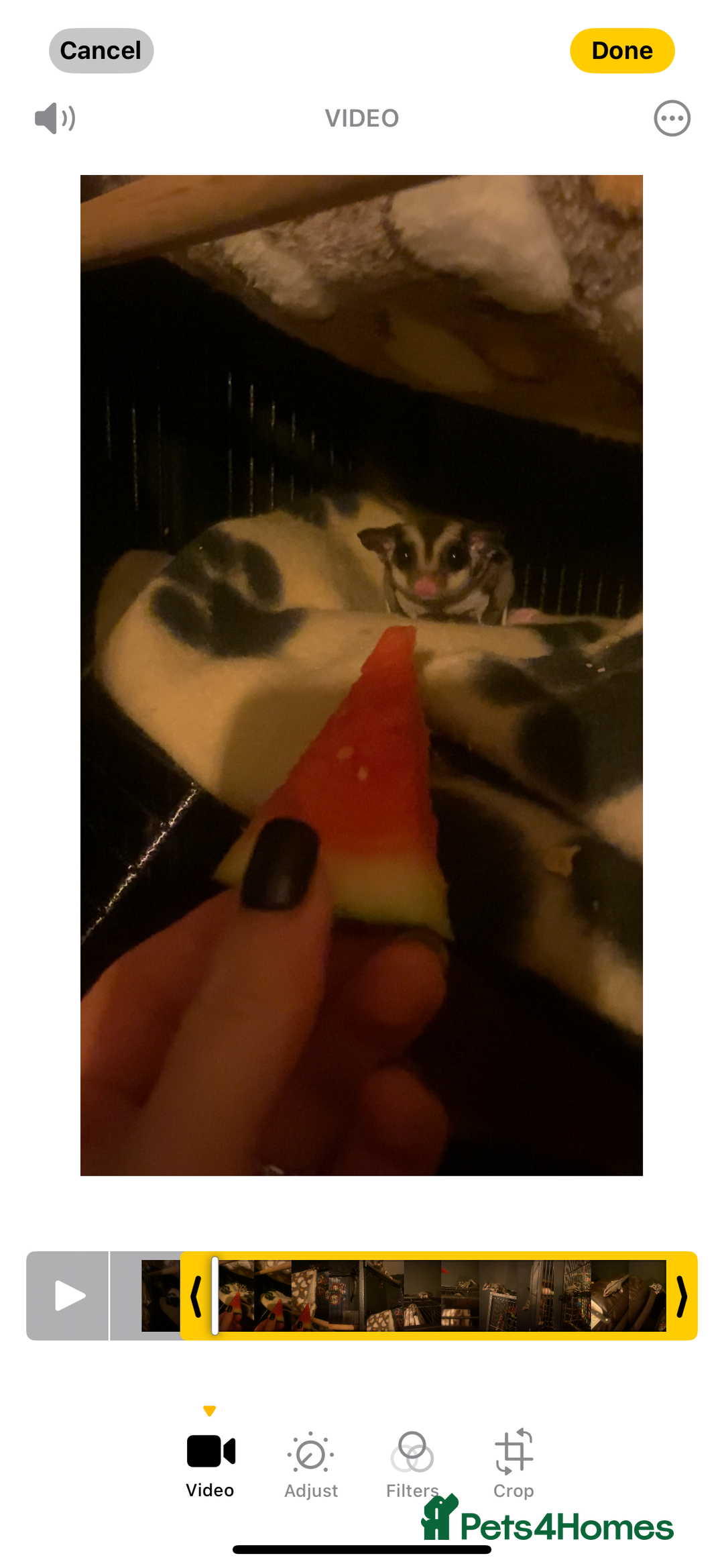 Sugar Glider rodents for sale: 2 male sugar gliders  - Advert 4