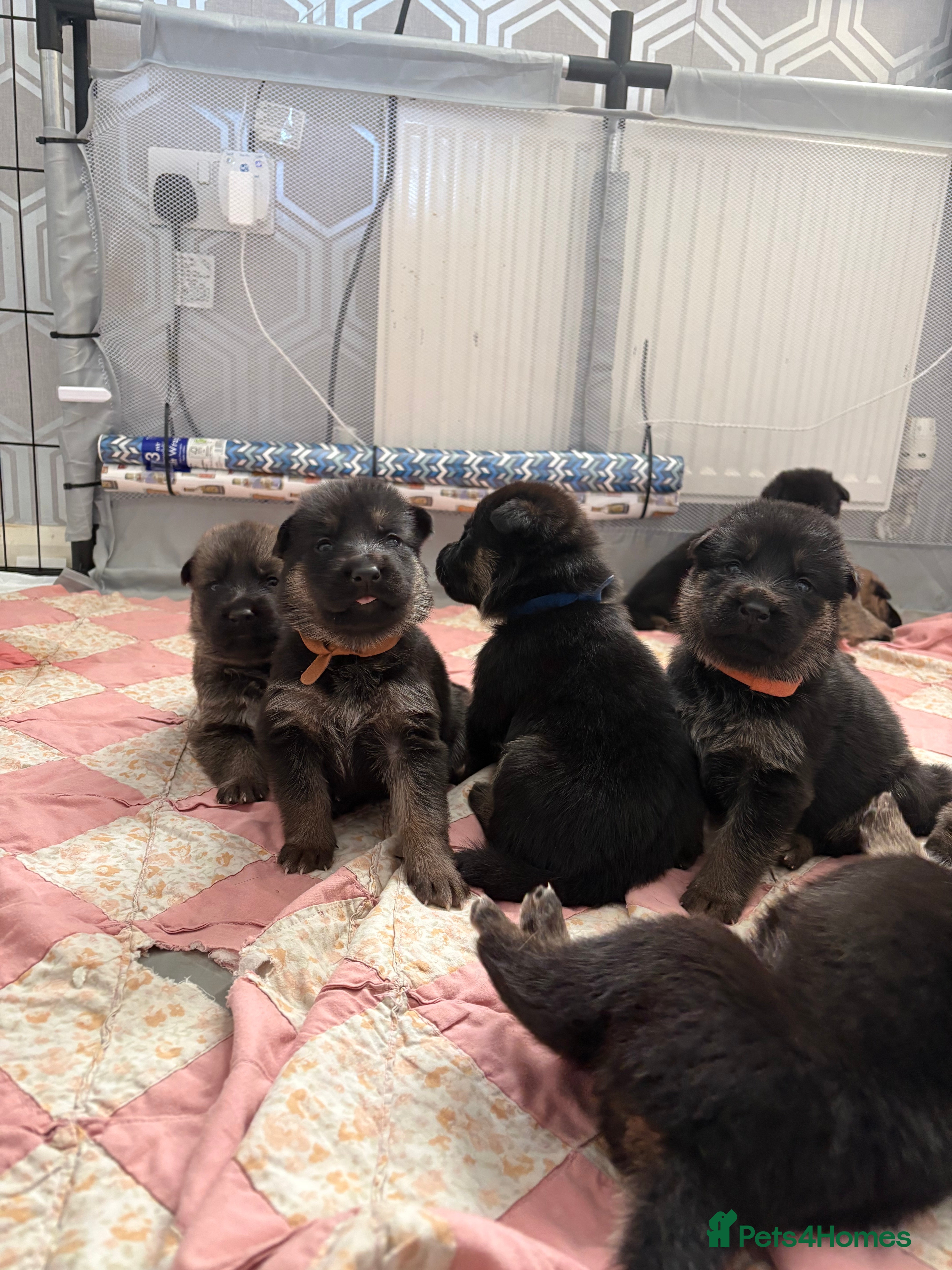 Mixed Breed dogs Belgian malinois x German Shepherd puppies  - Advert 2