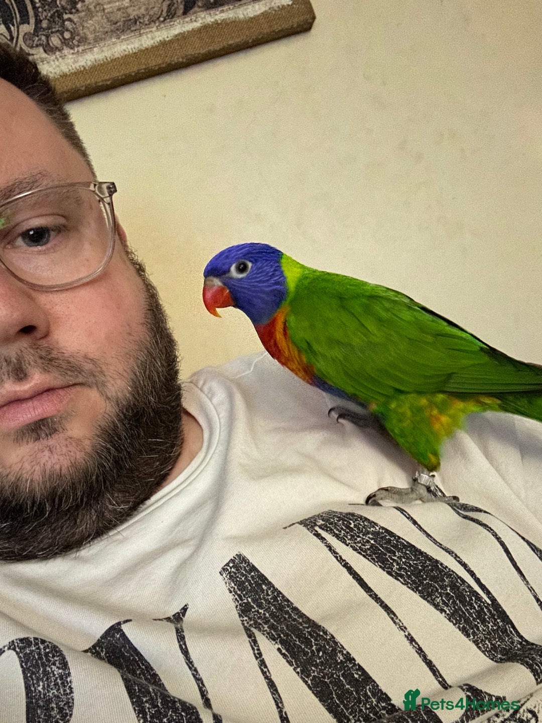 Lorikeets birds for sale: Rainbow Lorikeet - Advert 2