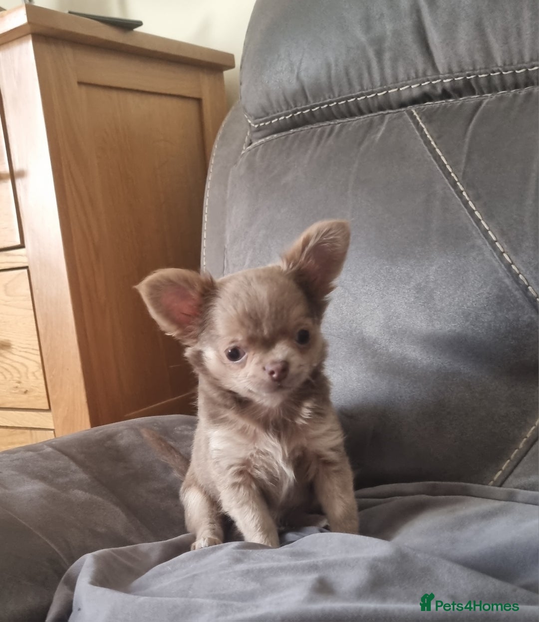 Chihuahua dogs for sale: READY NOW KC Reg Chihuahua boy longhair - Image 11