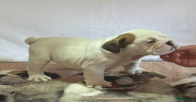 English Bulldog dogs - Advert 2