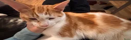Mixed Breed cats for sale: Sweet ginger cat looking for new home  - Advert 3
