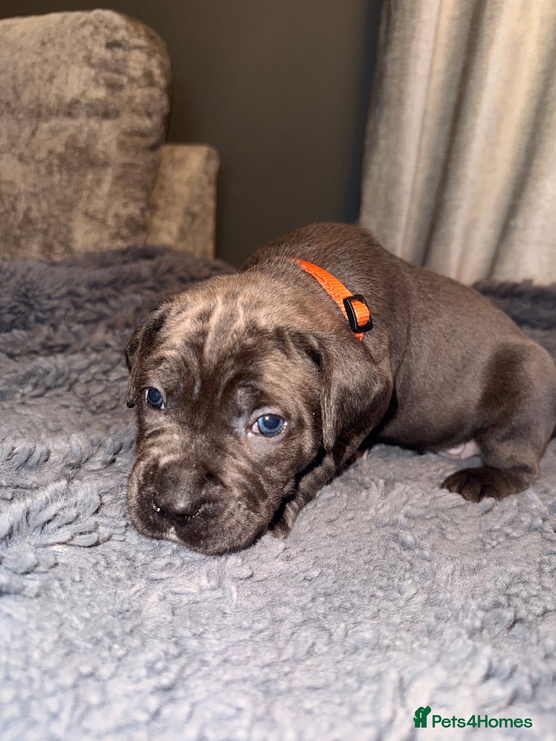 Cane Corso dogs for sale: Exceptional, Champion Bloodline Cane Corso Puppies - Advert 19