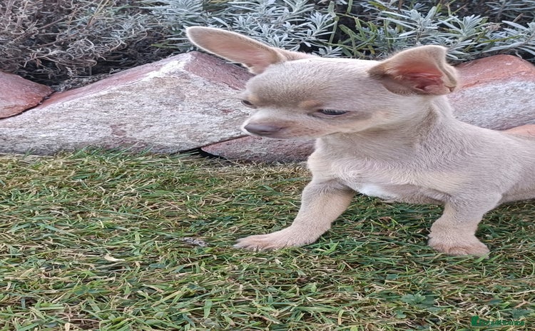 Chihuahua dogs - Advert 3