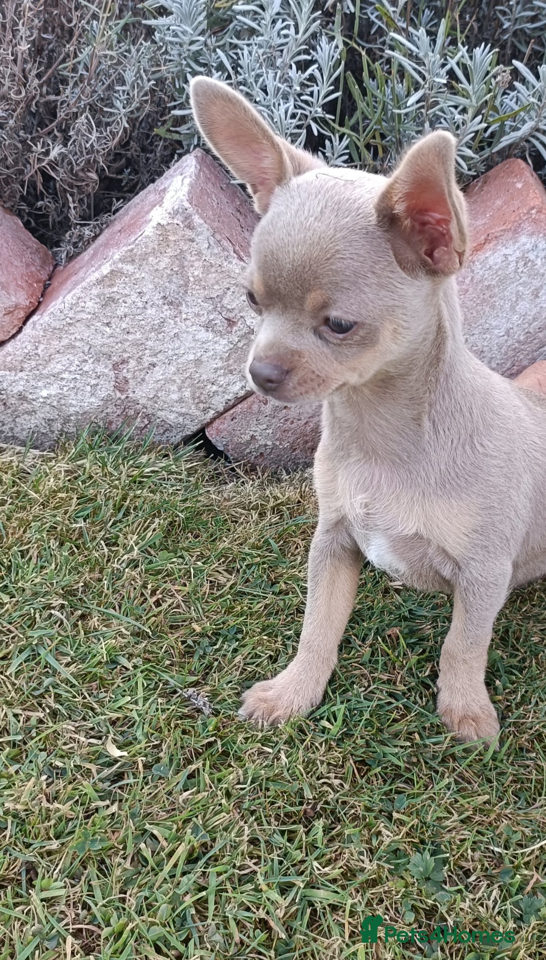 Chihuahua dogs for sale: Stunning Chihuahua puppies - Image 1
