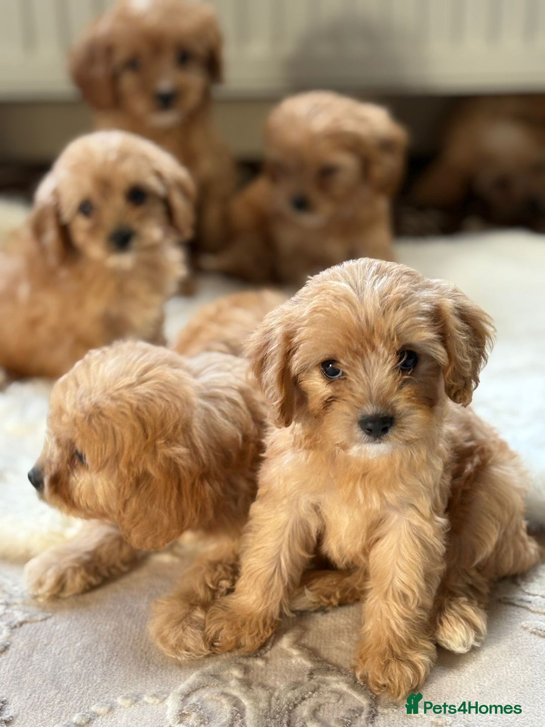 Cavapoo dogs for sale: Apricot Cavapoos - Image 7
