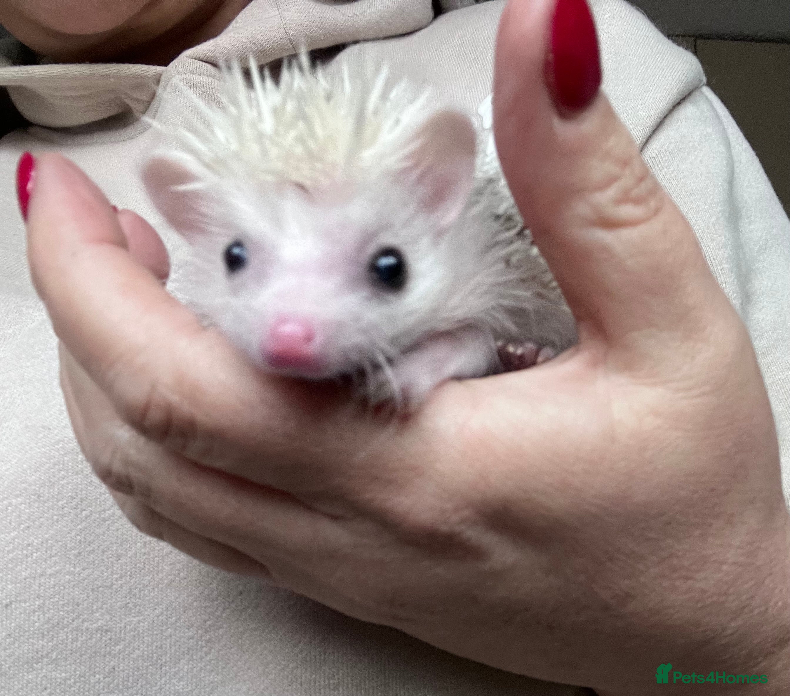 Pygmy Hedgehog rodents African Pygmy hedgehog hoglets  - Advert 3