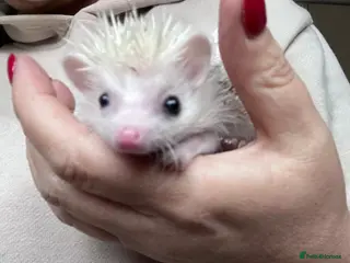 Pygmy Hedgehog rodents African Pygmy hedgehog hoglets - Advert 3