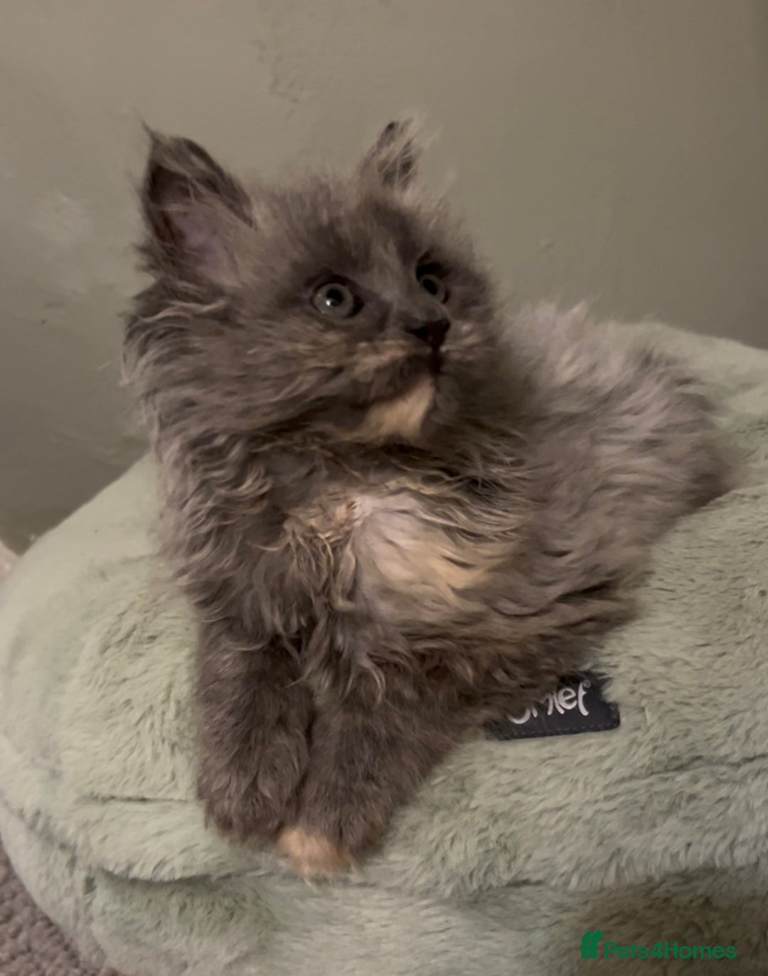 Maine Coon cats for sale: Maine Coon girl READY NOW - Advert 17